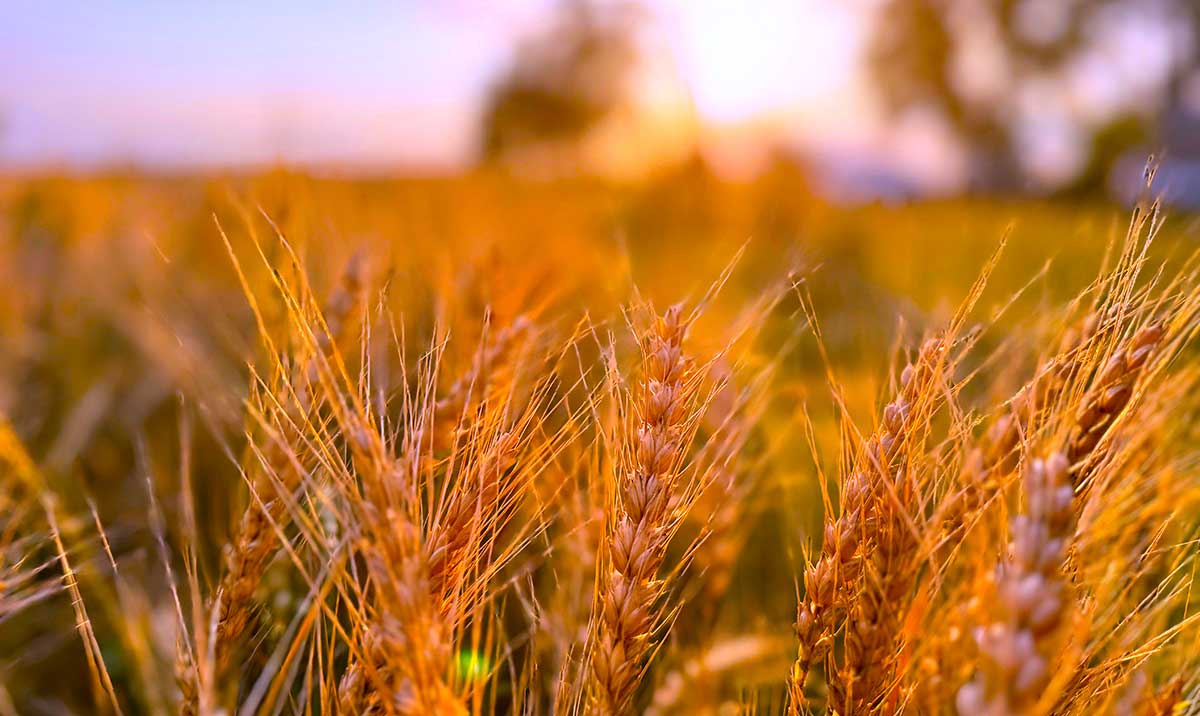 Wheat